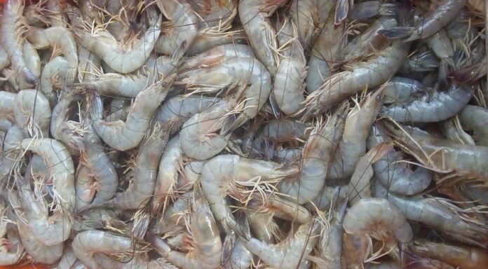 camarones