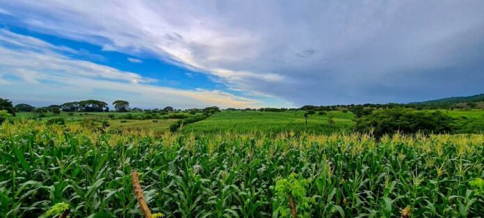 agricultura