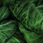 bannerfebrero