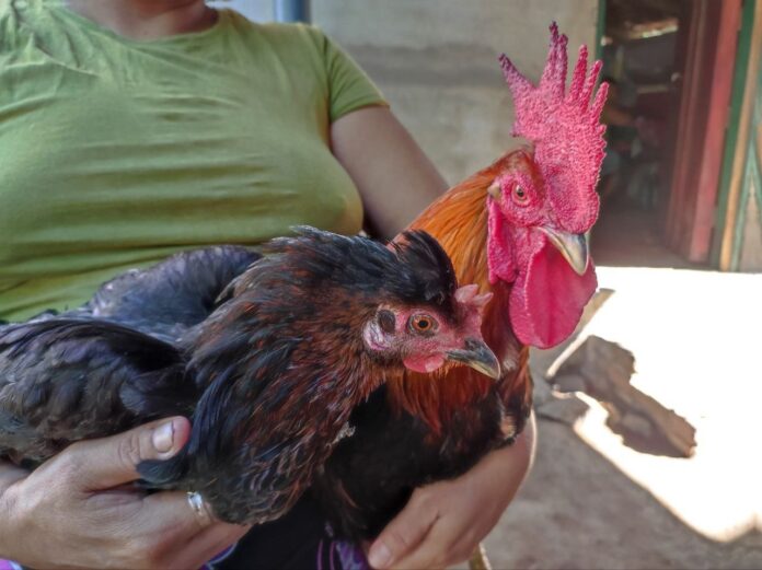 Gallinas