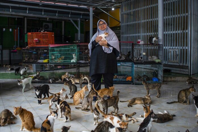 INDONESIA-ANIMAL-CAT-SHELTER
