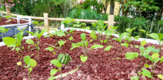 Inicia el proyecto de la instalación de más de 100 sistemas acuapónicos