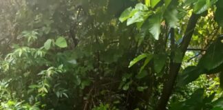 Buscan a hombre que fue arrastrado por la corriente de una quebrada en San José Villanueva