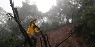 Reportan deslizamientos y caída de árboles por tormenta Pilar