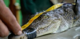 Liberan a cocodrilo rescatado por Medio Ambiente y la PNC
