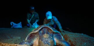 Misión Océano: Continúan monitoreo de playas para proteger a las tortugas marinas