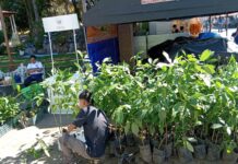 MOP entrega plantas y árboles en distintas zonas del país