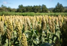 Nuevas variedades agrícolas del CENTA prometen mayor producción y resistencia climática en El Salvador