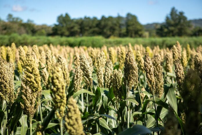 WhatsApp Image 2025-12-11 at 11.02.21 AM