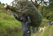 Una plantación de pinabete certificado impulsa la Navidad sostenible en Guatemala