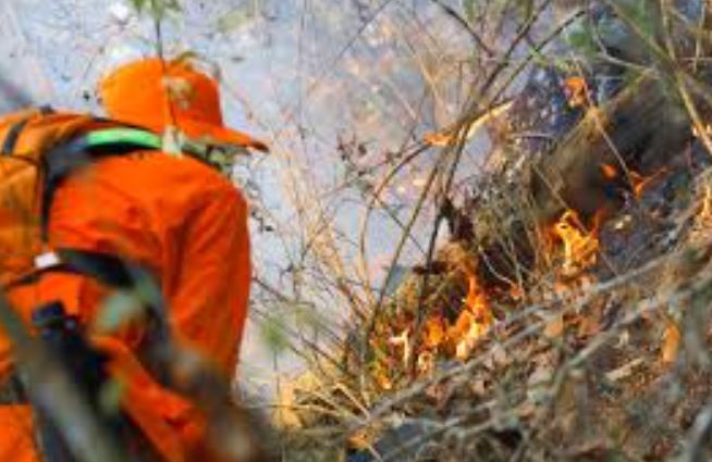INCENDIO FORESTAL