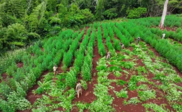 Destruyen complejo y erradican 57 hectáreas de marihuana en zona paraguaya cerca a Brasil
