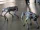 Perros robots reforzarán la seguridad durante los partidos del Mundial en norte de México
