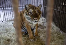 Los dos osos y la tigresa rescatados de un zoo cerrado en Argentina llegan a Europa