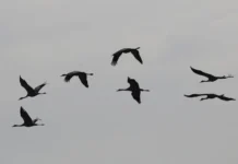 Uruguay declara la emergencia sanitaria por gripe aviar y restringe el movimiento de aves