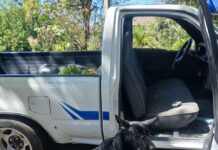 Agente K9 detecta droga y permite captura de guatemalteco en flagrancia