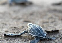 La tortuga baula: gigante del océano que anida en playas salvadoreñas