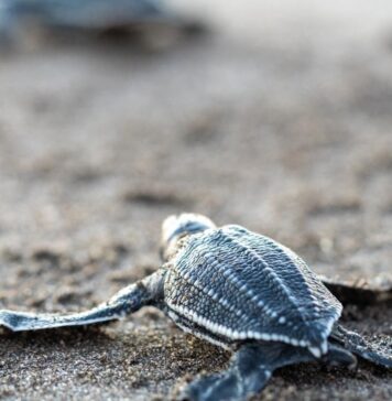 La tortuga baula: gigante del océano que anida en playas salvadoreñas
