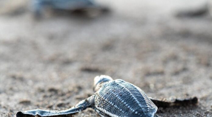 La tortuga baula: gigante del océano que anida en playas salvadoreñas