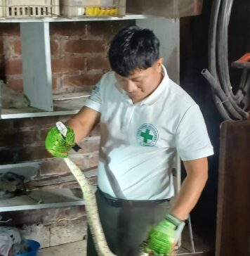 Capturan boa dentro de vivienda en Coatepeque