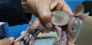 Rescatan cría de armadillo en Santa Ana y la ponen bajo resguardo