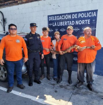 Rescatan ejemplar de Boa Imperator en turicentro La Toma de Quezaltepeque