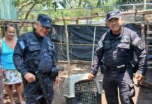 PNC rescata y libera fauna silvestre en Ahuachapán y Santa Ana