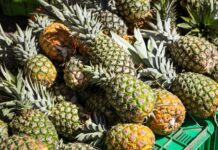 Todo listo para el Festival de la Piña y La Palanca en la Ex Casa Presidencial