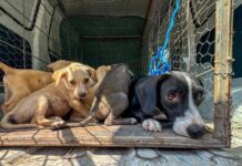 Rescatan a perrita y sus cachorros en Ayutuxtepeque tras denuncia ciudadana