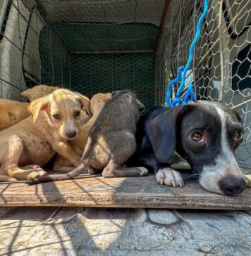 Rescatan a perrita y sus cachorros en Ayutuxtepeque tras denuncia ciudadana