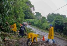 Árbol caído obstruye carretera al Cerro Verde y autoridades trabajan para habilitar el paso