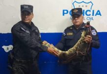 Rescatan cocodrilo que deambulaba por una colonia de San Juan Opico