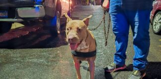 Alcaldía de San Salvador Centro rescata a pitbull tras ataque a otro perro en Ciudad Delgado