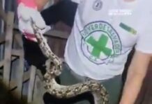 Retiran serpiente de aproximadamente 1.50 metros del techo de una vivienda en Suchitoto