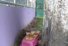 Tres de los seis gatitos abandonados en El Cafetalón ya fueron adoptados