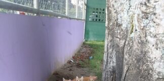 Tres de los seis gatitos abandonados en El Cafetalón ya fueron adoptados