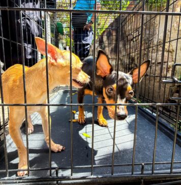Rescatan a dos perros tras denuncia por presunto maltrato animal en San Salvador