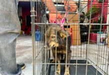 Rescatan a perro en estado de abandono tras denuncia ciudadana en San Salvador
