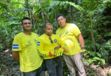 Rescatan a cría de kinkajú que se encontraba vulnerable en una zona boscosa de San Martín