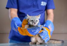 MARN realiza revisión médica a zorro gris que avanza hacia su rehabilitación