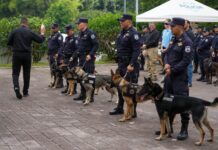 Autoridades incorporan seis nuevos cachorros a la Unidad Canina para detectar drogas y dinero