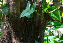 Captan a Tinamú anidando en El Salvador, una especie clave para la fauna silvestre nacional