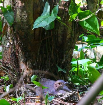 Captan a Tinamú anidando en El Salvador, una especie clave para la fauna silvestre nacional