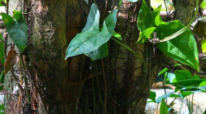 Captan a Tinamú anidando en El Salvador, una especie clave para la fauna silvestre nacional