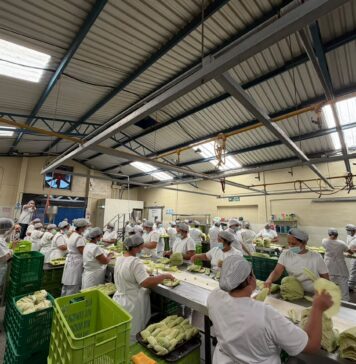 Típicos Nokal confirma que sus productos salvadoreños ya están en Canadá
